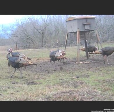 Gobble Gobble - Turkeys on east feeder