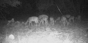 780 Sd 42000, Rocksprings, TX 78880 - photo 7