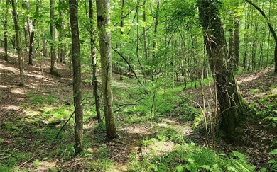 View of local wilderness