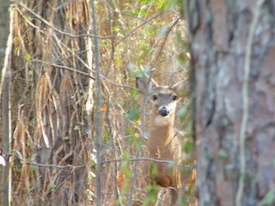 WOODSIDE WILDLIFE