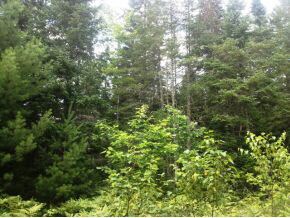 49.5 Deer Run, Bethlehem, NH 03574 - photo 3