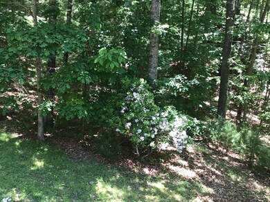 Mountain Laurel