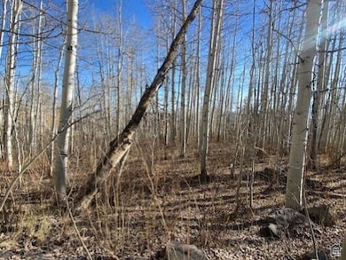 View of local wilderness