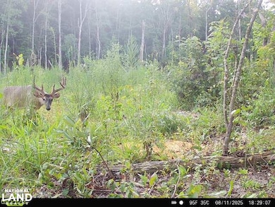 2985 Martin Rd, Carthage, MS 39051 - photo 2