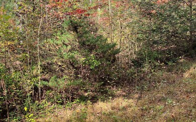 Additional View