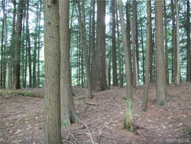 Land Stand of Hemlock Trees