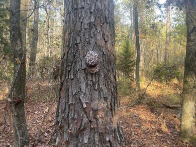 County Road 69, Selma, AL 36701 - photo 7