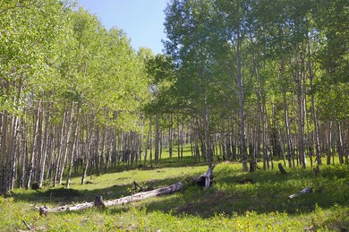 Spruce Mt 1481