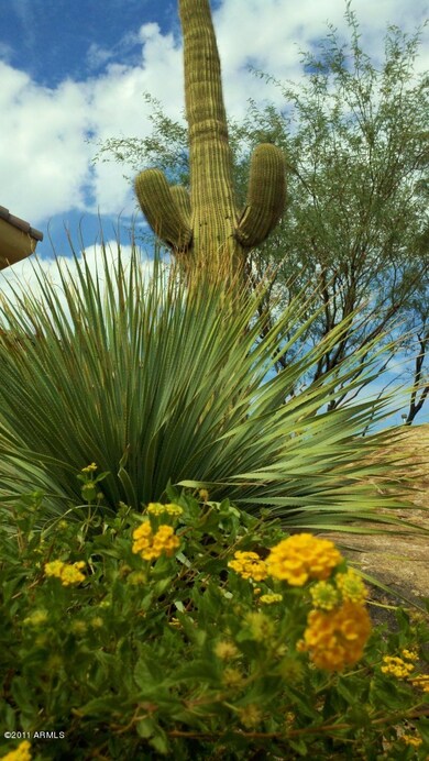 flower cactus