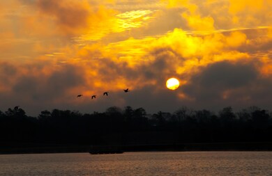 Geese over Big Bay