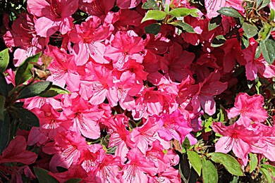 Azaleas