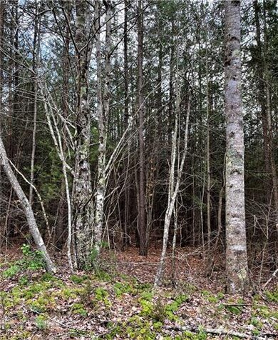 Plenty of room to roam through Early Place forests