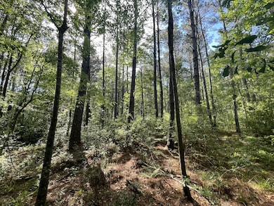 20 acres Mattie Ln, Purvis, MS 39475 - photo 4