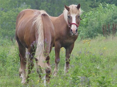 Neighboring Haflinger...