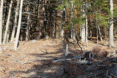 Cleared Lot