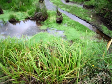 Nearby Wetland