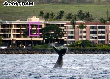 The whales come to you, and wave!
