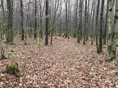 23247 N Preston Hwy, Bruceton Mills, WV 26525 - photo 5