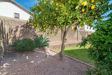 Healthy Lemon Tree