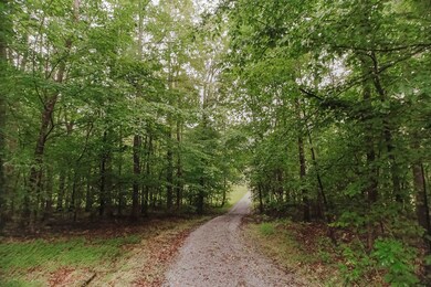 Looking from house down driveway