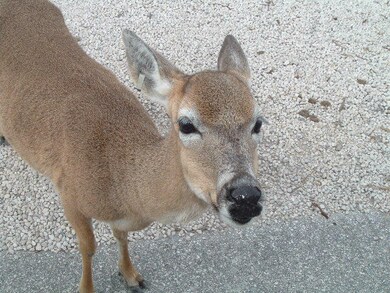 Key Deer of Big Pine Key.JPG