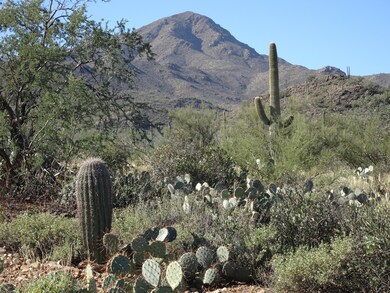 Saguaro Cacti
