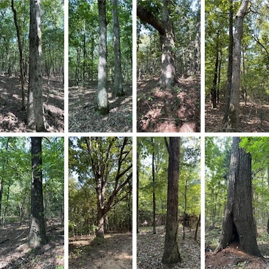 0 Clay County Rd 408 unit 24033571, Rector, AR 72461 - photo 5