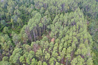 0 Bat Rd unit 16494875, Perry, FL 32347 - photo 5