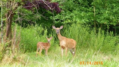 9039 Dragonfly Rd, Warrens, WI 54666 - photo 3