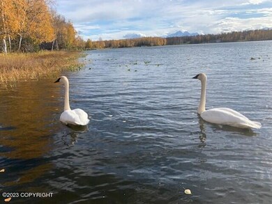 Swan Lake Life