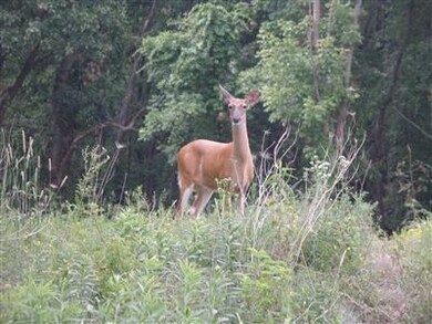 Lot 396 Betty Ln, Crown Point, IN 46307 - photo 4