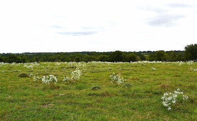 View of nature
