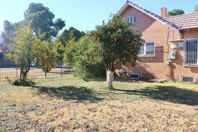 Citrus Trees