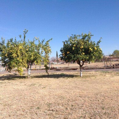 Fruit Trees