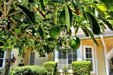 Avocado tree 
