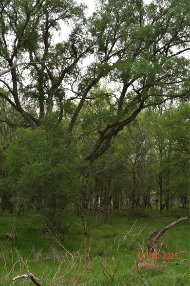 View of tree filled area