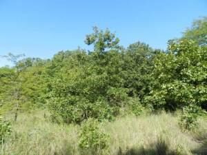 Tobin-40 Acres (3)