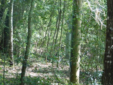 239 River Moss Rd, Reidsville, GA 30453 - photo 5