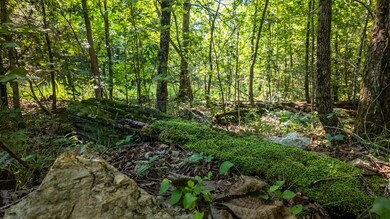 Land for sale in the Ozarks13