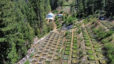 Garden area
