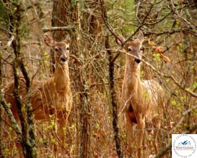 Lot 1122 Roberts Place unit E-1 Forbes Lake, Edwards, MO 65326 - photo 2