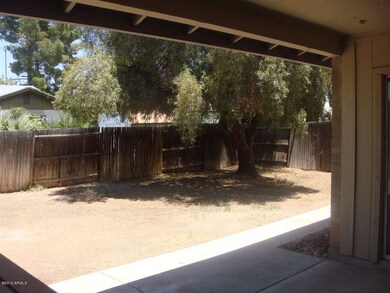 backyard 1