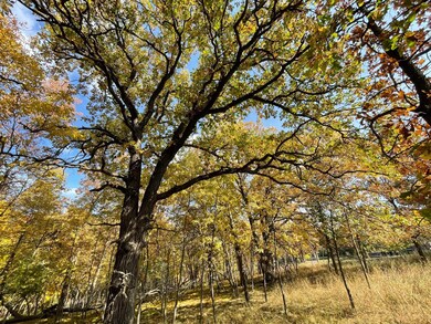 Back of Lot - West - Large Oak Tree