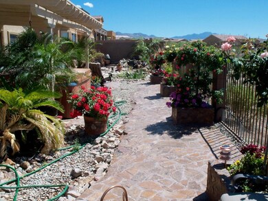 Backyard in Summer