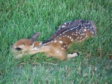 11065 Juniper Dr, Whitney, TX 76692 - photo 6