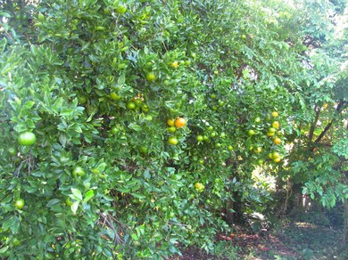 40 Kupaa St, Hilo, HI 96720 - photo 5