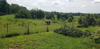 Horse Fields