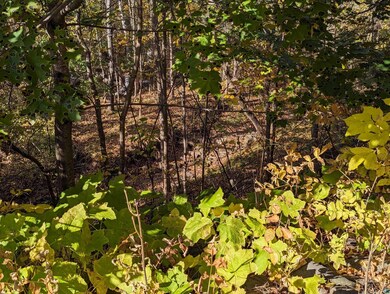 View of local wilderness