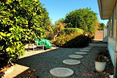 Mature Citrus Trees
