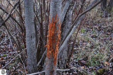 Several rubs are found through out the property.  